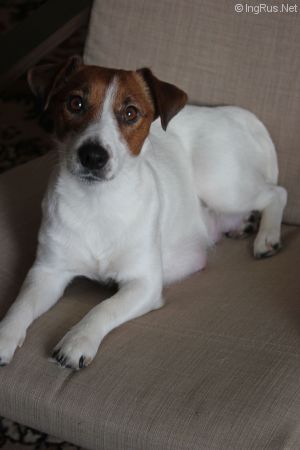 Dog Photo