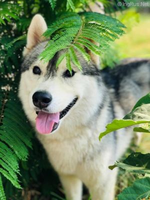 Dog Photo