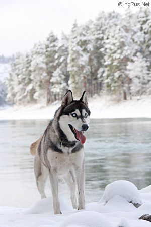 Dog Photo