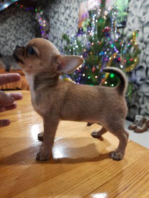 Dog Photo