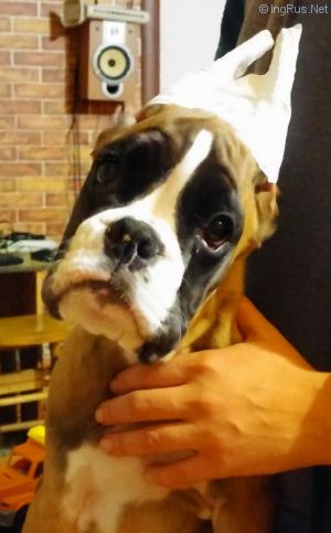 Dog Photo