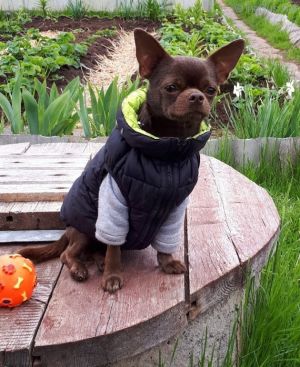 Dog Photo