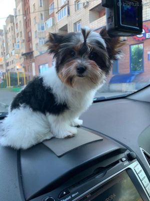 Dog Photo