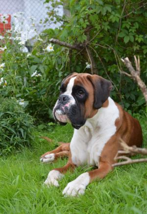 Dog Photo