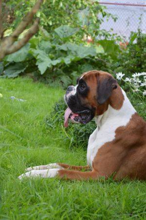 Dog Photo