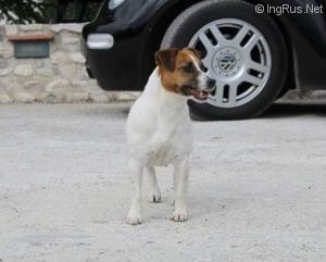 Dog Photo