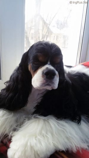 Dog Photo