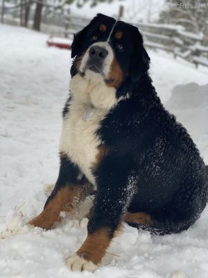 Dog Photo