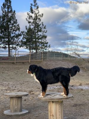 Dog Photo