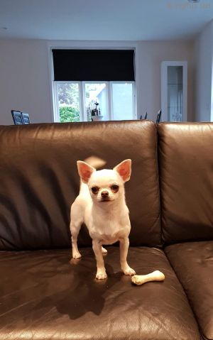 Dog Photo