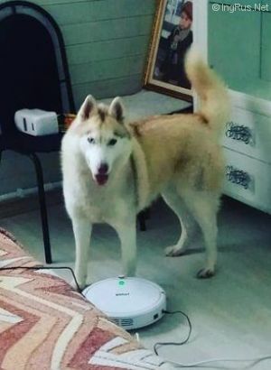 Dog Photo