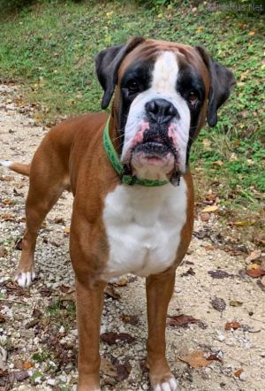 Dog Photo