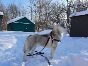 Dog Photo