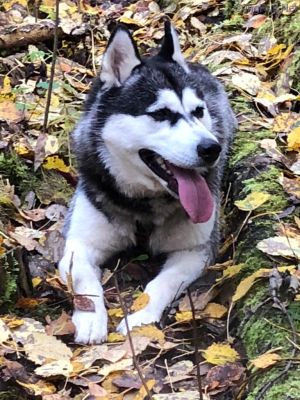 Dog Photo