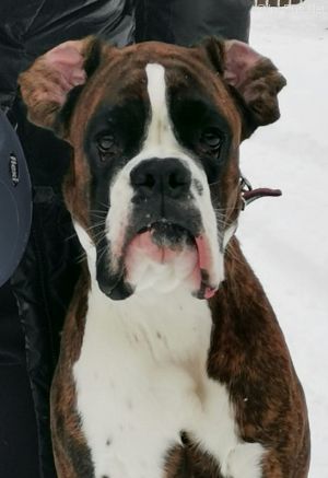 Dog Photo