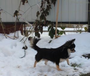 Dog Photo