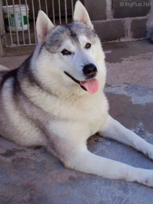 Dog Photo