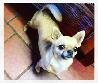 Dog Photo