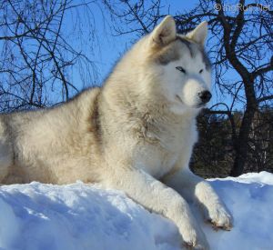 Dog Photo