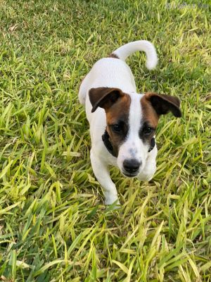 Dog Photo