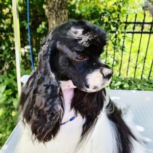 Dog Photo