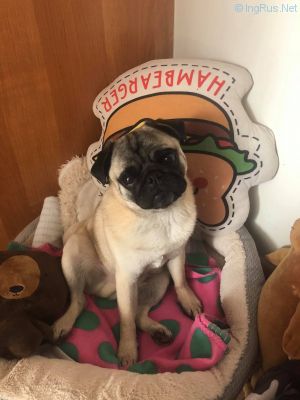 Dog Photo