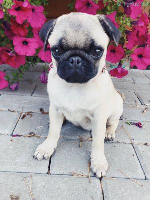 Dog Photo