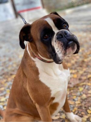 Dog Photo