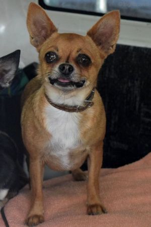 Dog Photo