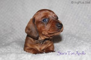 STAR