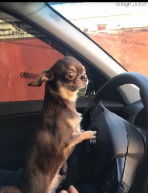Dog Photo