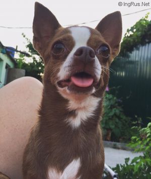 Dog Photo