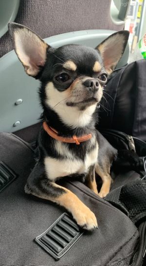 Dog Photo