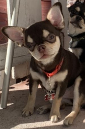 Dog Photo