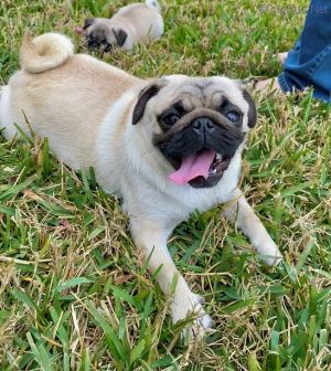 Dog Photo