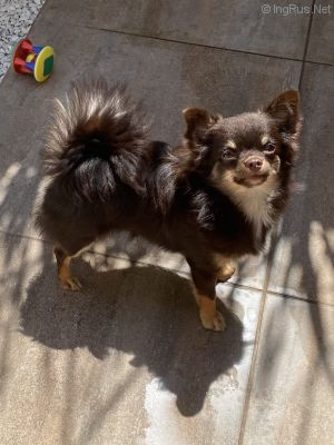 Dog Photo