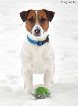 Dog Photo
