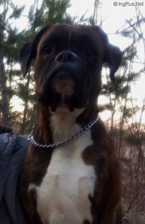 Dog Photo
