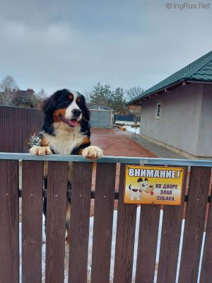 Dog Photo