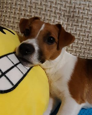 Dog Photo