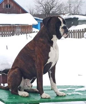 Dog Photo