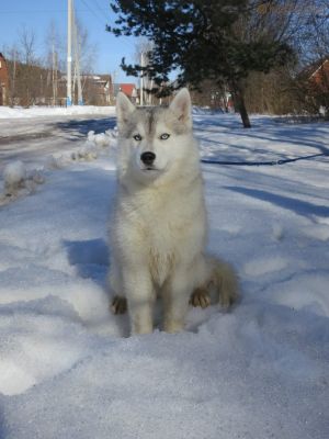 Dog Photo