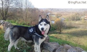 Dog Photo
