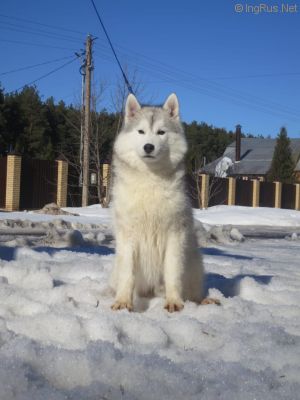 Dog Photo