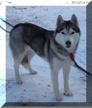 Dog Photo