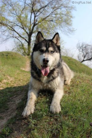 Dog Photo