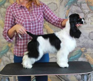 Dog Photo