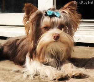 Dog Photo