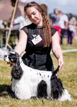 Dog Photo