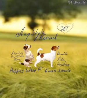 Dog Photo